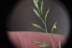 Festuca saximontana