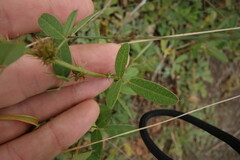 Lespedeza daurica