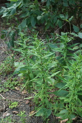 Symphyotrichum × versicolor