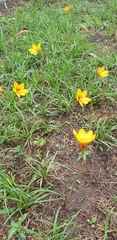 Zephyranthes tubispatha