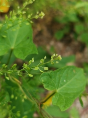 Lepidium ruderale