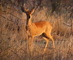 Raphicerus campestris