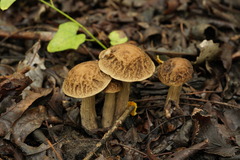 Leccinellum pseudoscabrum