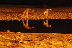 Giraffa camelopardalis angolensis