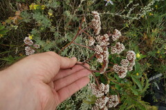 Goniolimon speciosum