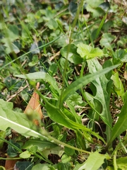Crepis capillaris