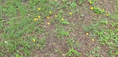 Zephyranthes tubispatha