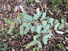 Mimosa microphylla