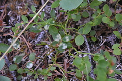 Exobasidium vaccinii