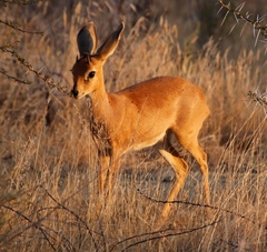 Raphicerus campestris