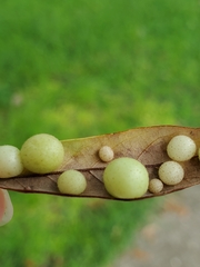 Belonocnema treatae