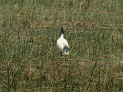 Threskiornis molucca