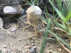 Podaxis pistillaris