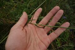 Adenophora stenanthina