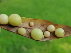 Belonocnema treatae