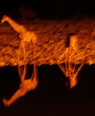 Giraffa camelopardalis angolensis