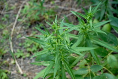 Symphyotrichum × versicolor