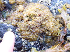 Leathesia marina