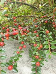 Cotoneaster horizontalis