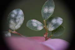 Exobasidium vaccinii