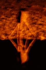 Giraffa camelopardalis angolensis