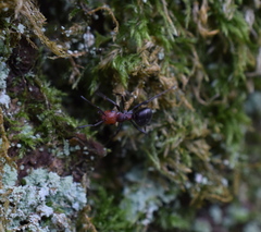 Formica integra
