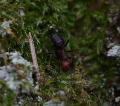 Formica integra