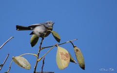 Polioptila dumicola