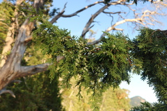 Juniperus maritima