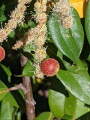 Chrysolepis chrysophylla