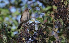 Turdus amaurochalinus