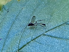 Ichneumonoidea