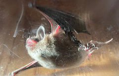 Myotis