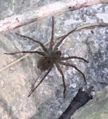 Dolomedes vittatus