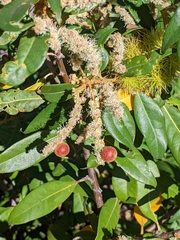 Chrysolepis chrysophylla