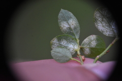 Exobasidium vaccinii