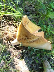 Lactarius psammicola