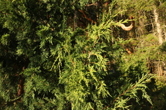 Juniperus maritima