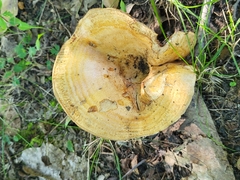 Lactarius psammicola