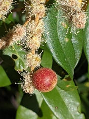 Dryocosmus castanopsidis