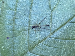 Ichneumonoidea
