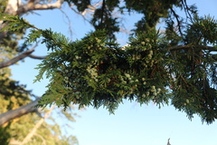 Juniperus maritima