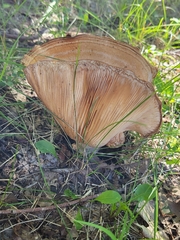 Lactarius psammicola