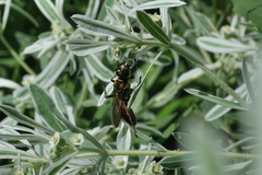 Sphex habenus