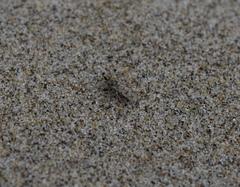Sciomyzoidea