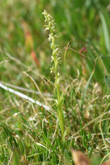Platanthera