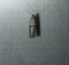 Wockia asperipunctella