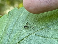 Ichneumonoidea