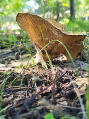 Lactarius psammicola
