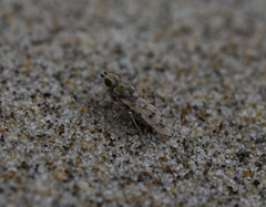 Sciomyzoidea